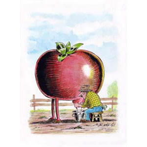 	OGM : Tomato cow	