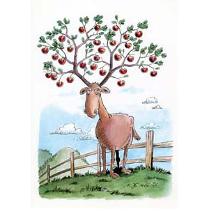 	OGM apples	